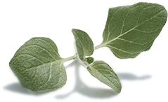 Oregano leaf image